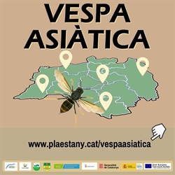 S'inicia una campanya per reduir la  població de vespa asiàtica a la comarca